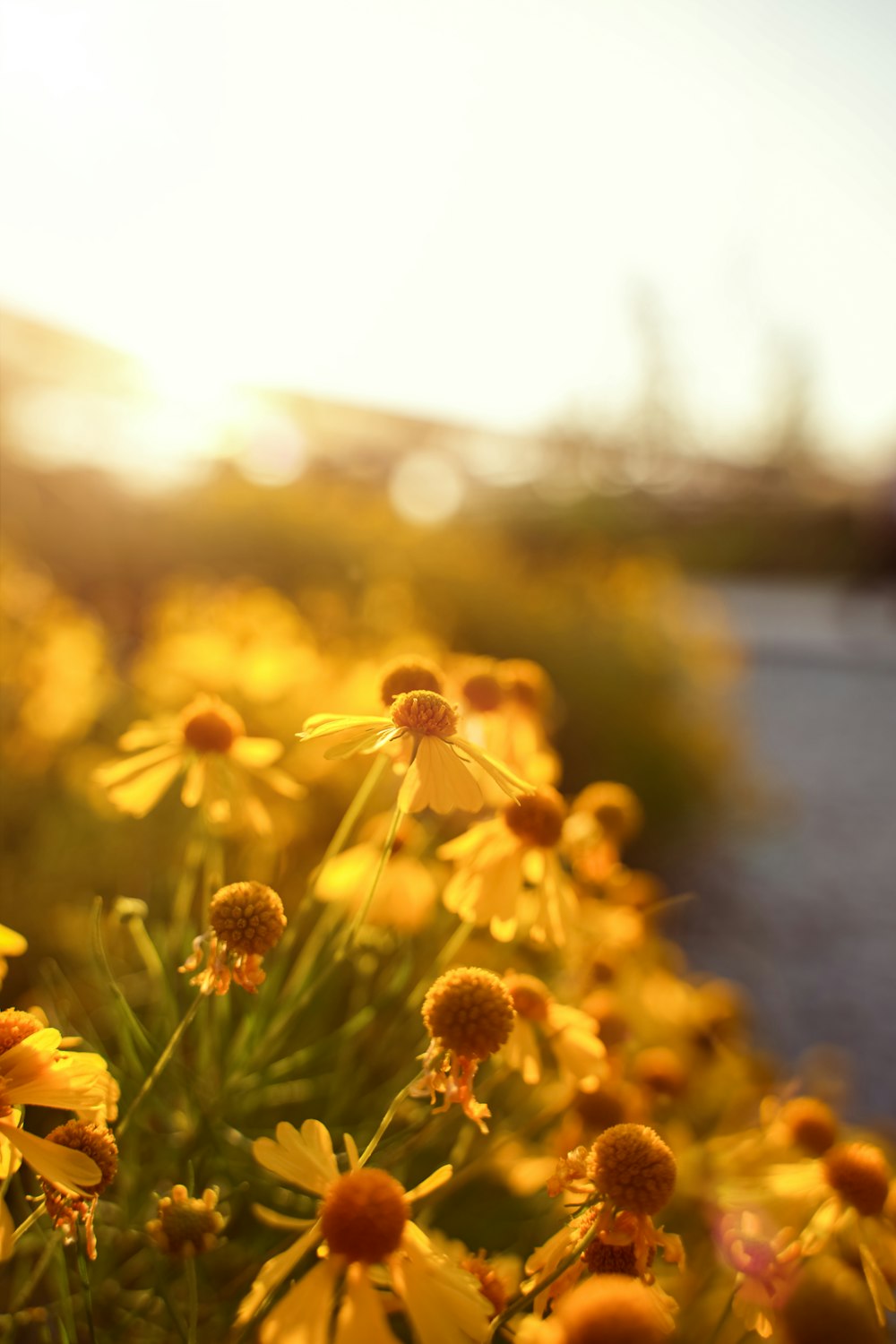 a field of yellow flowers with the sun in the background