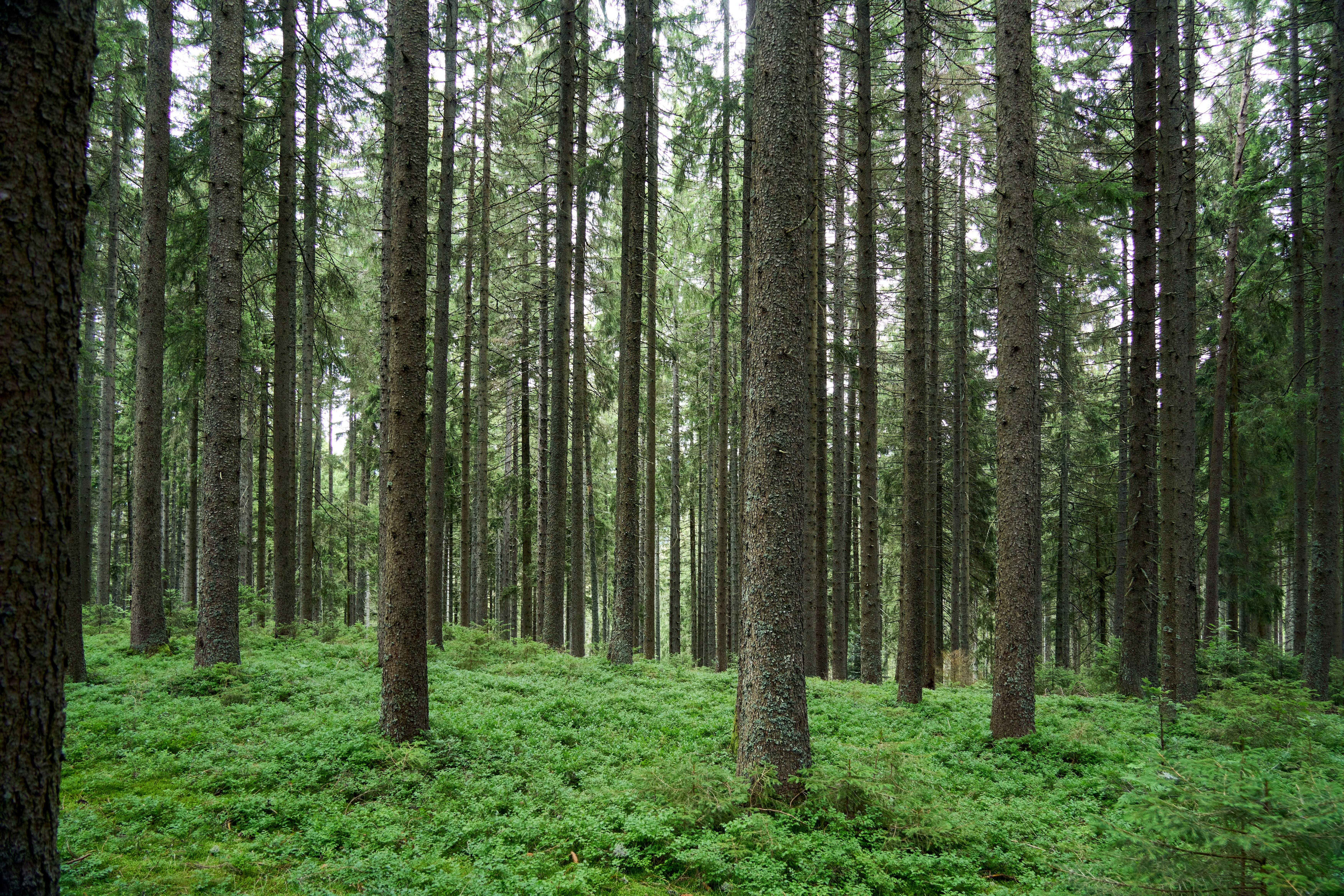 Photo by wolfgang_hasselmann