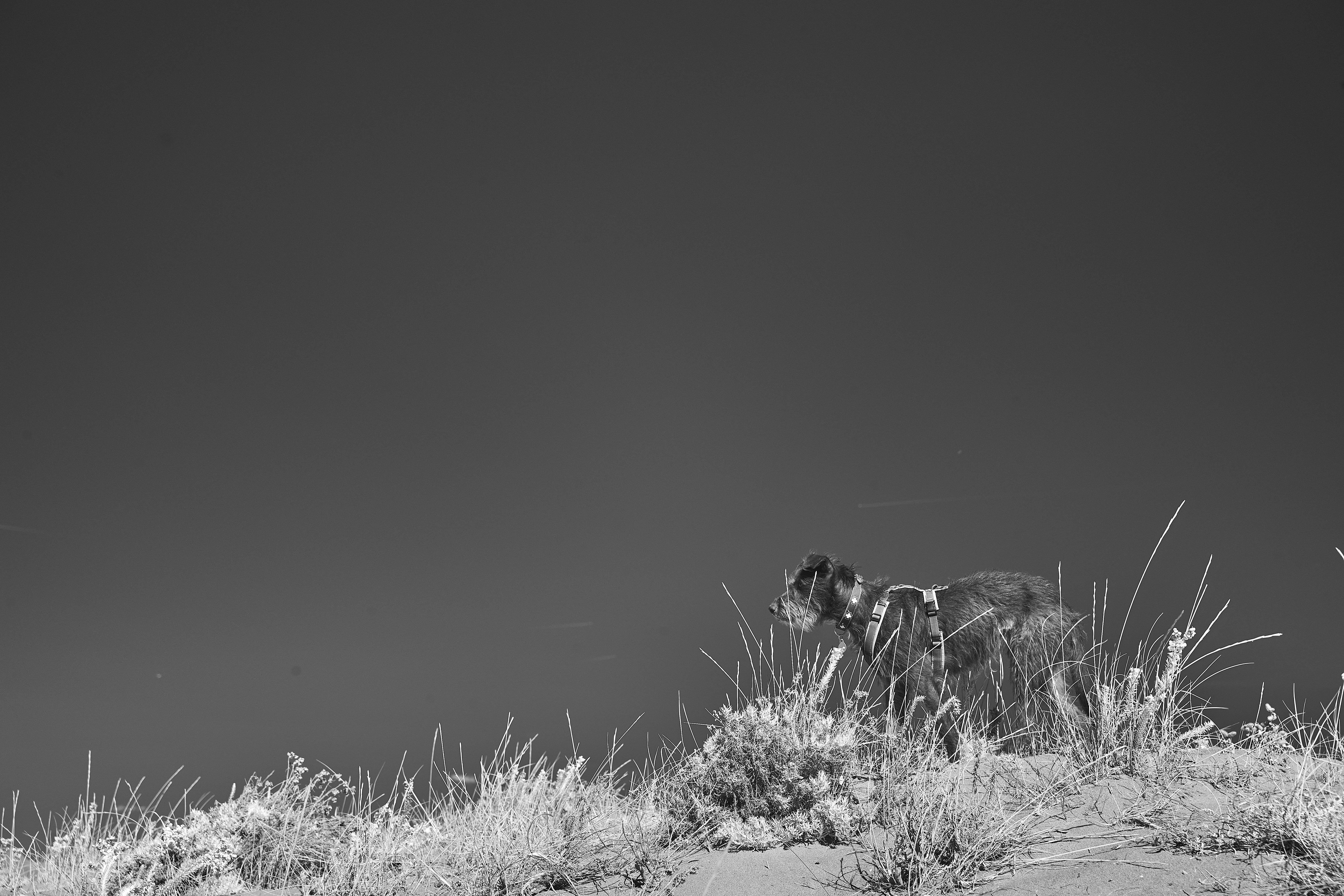 Photo by wolfgang_hasselmann