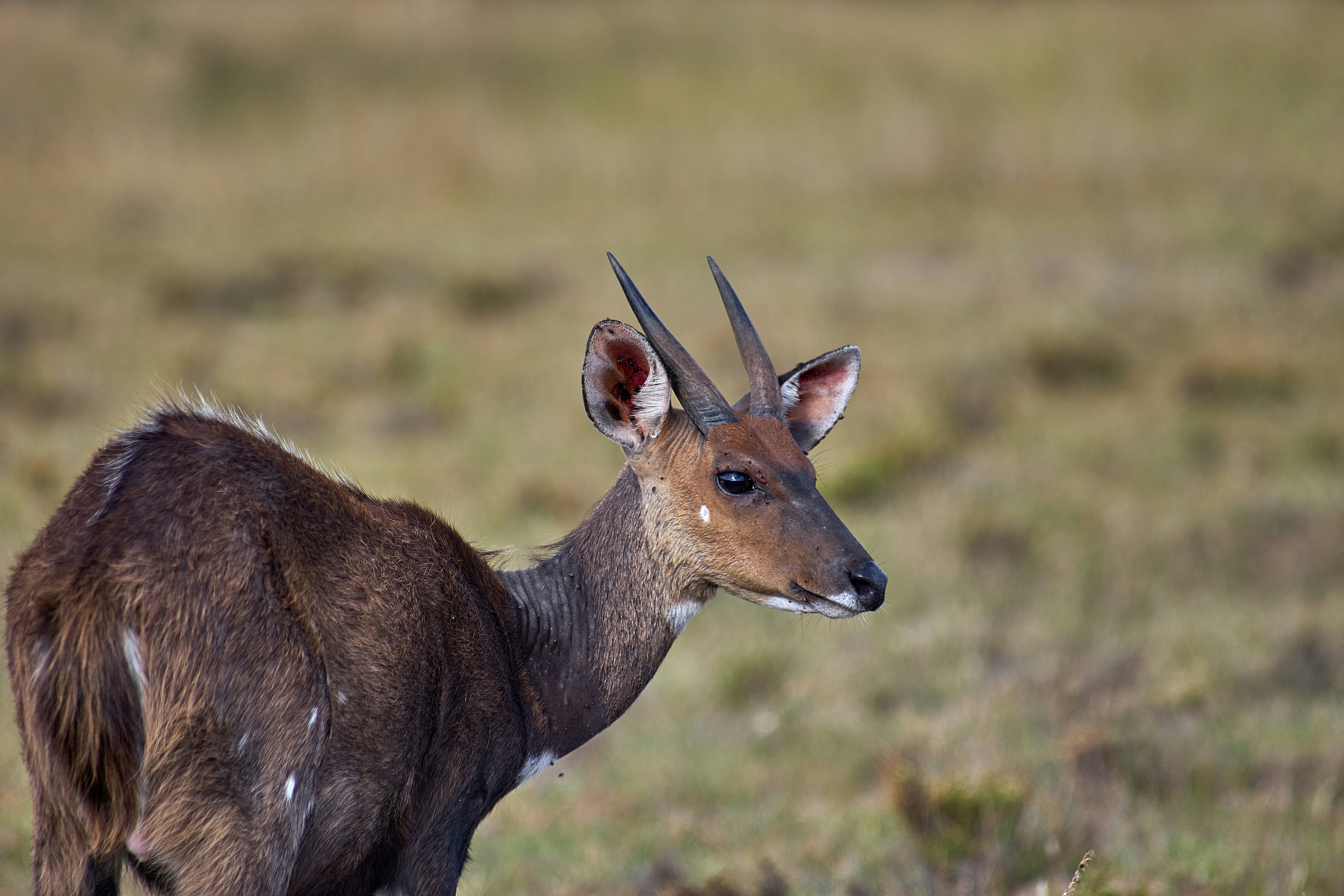 Photo by wolfgang_hasselmann