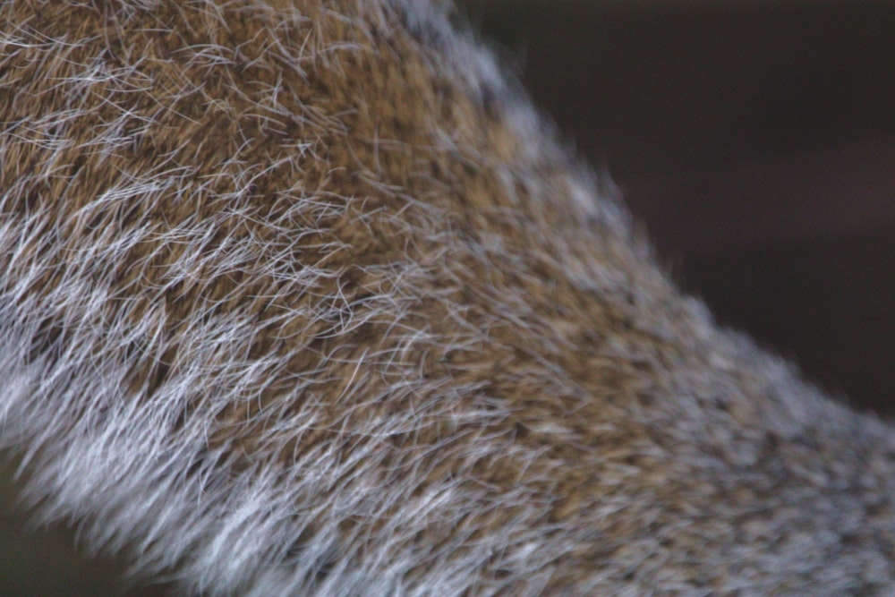 a close up view of a furry animal's fur