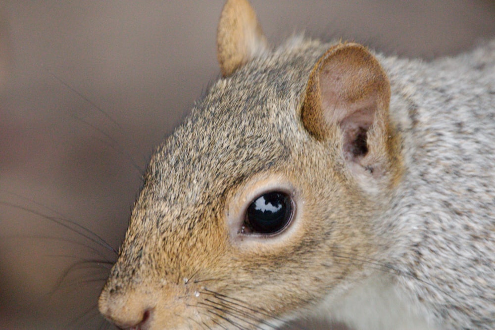 a close up of a squirrel's face with a blurry background