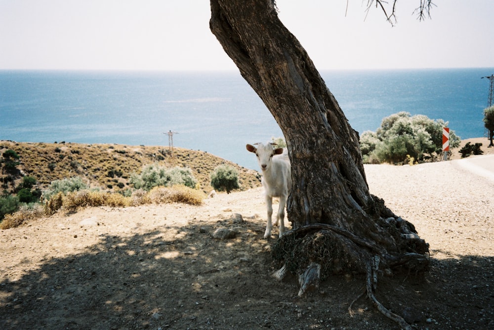 a goat standing under a tree on a hill overlooking the ocean