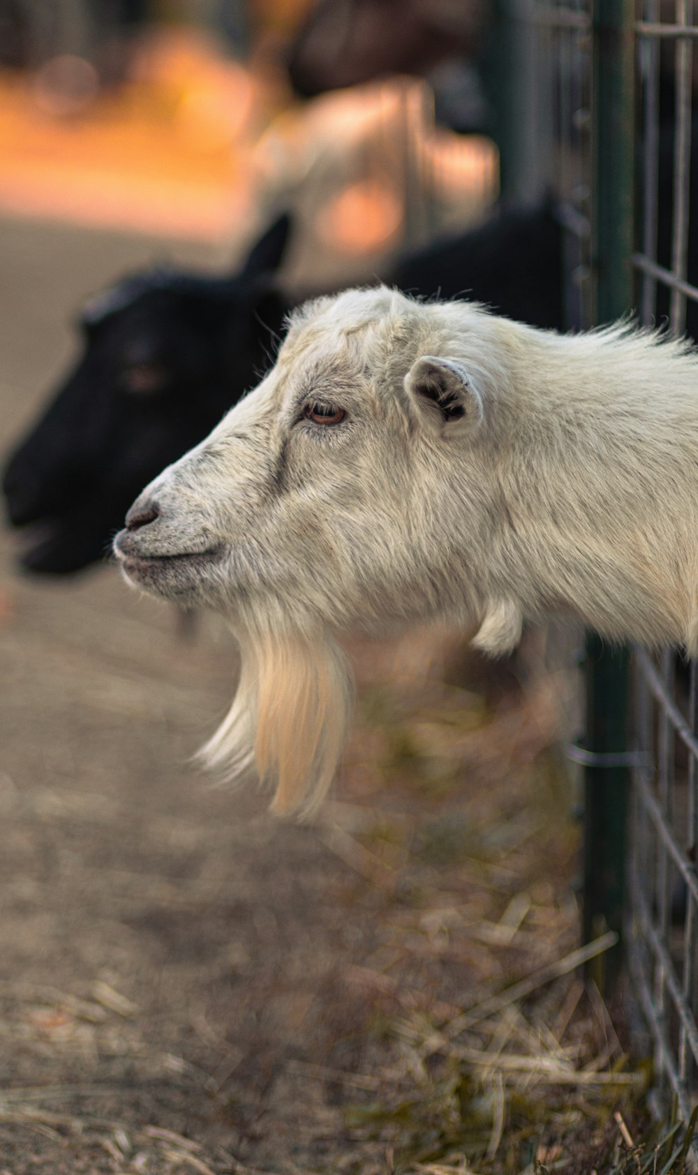 a goat sticking its head out of a fence