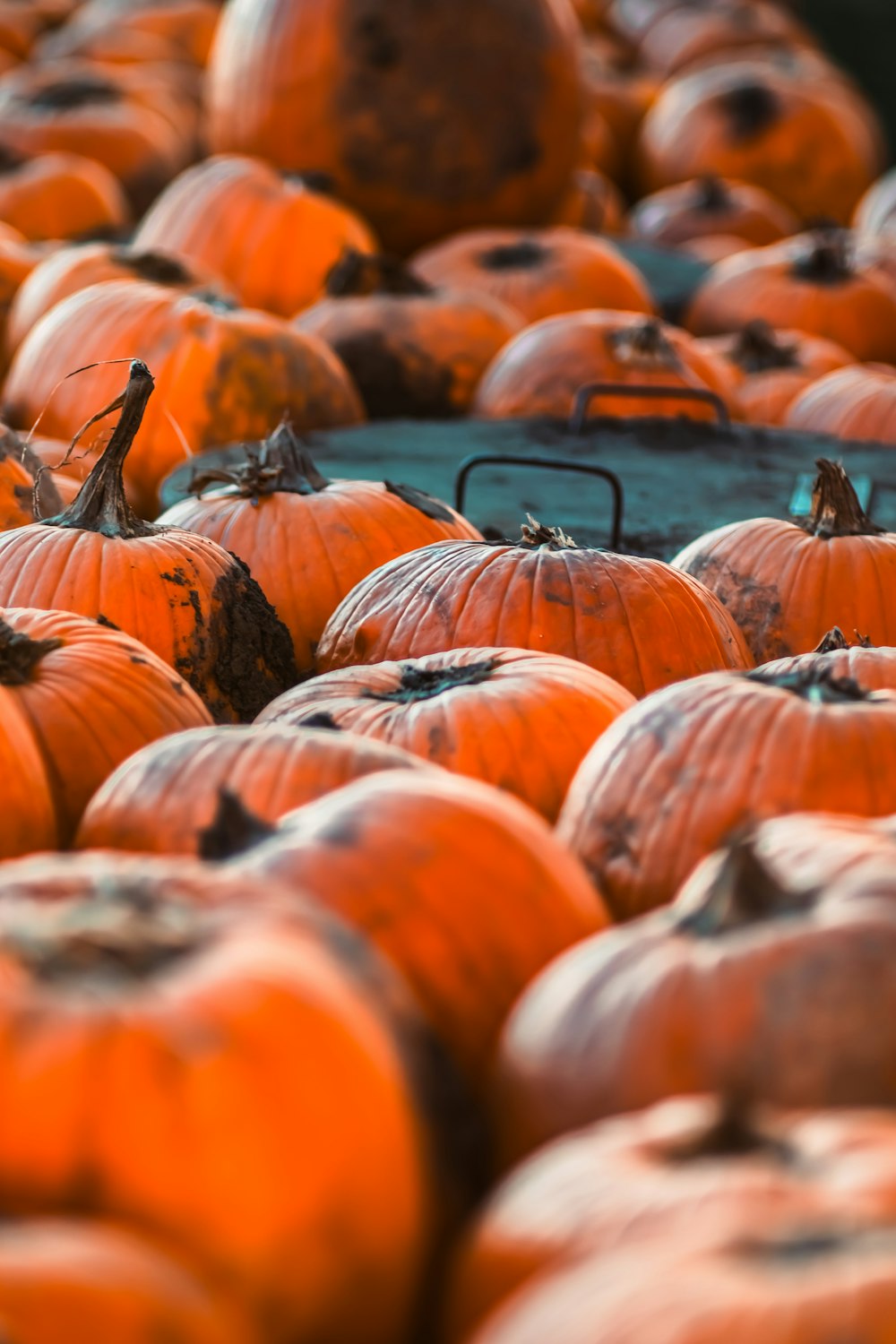 a large group of pumpkins sitting on top of each other