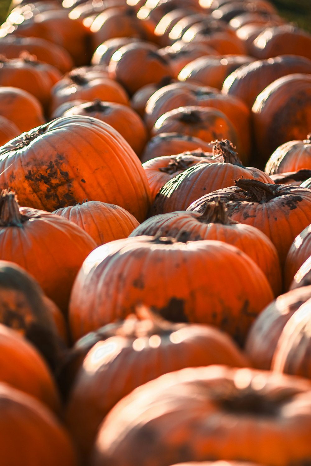 a large group of pumpkins sitting in a pile