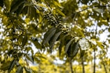 A close-up view of a coffee plant with clusters of green coffee beans surrounded by lush, glossy leaves. The background is softly blurred, giving a sense of a dense, verdant environment.