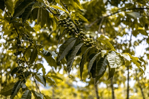 A close-up view of a coffee plant with clusters of green coffee beans surrounded by lush, glossy leaves. The background is softly blurred, giving a sense of a dense, verdant environment.