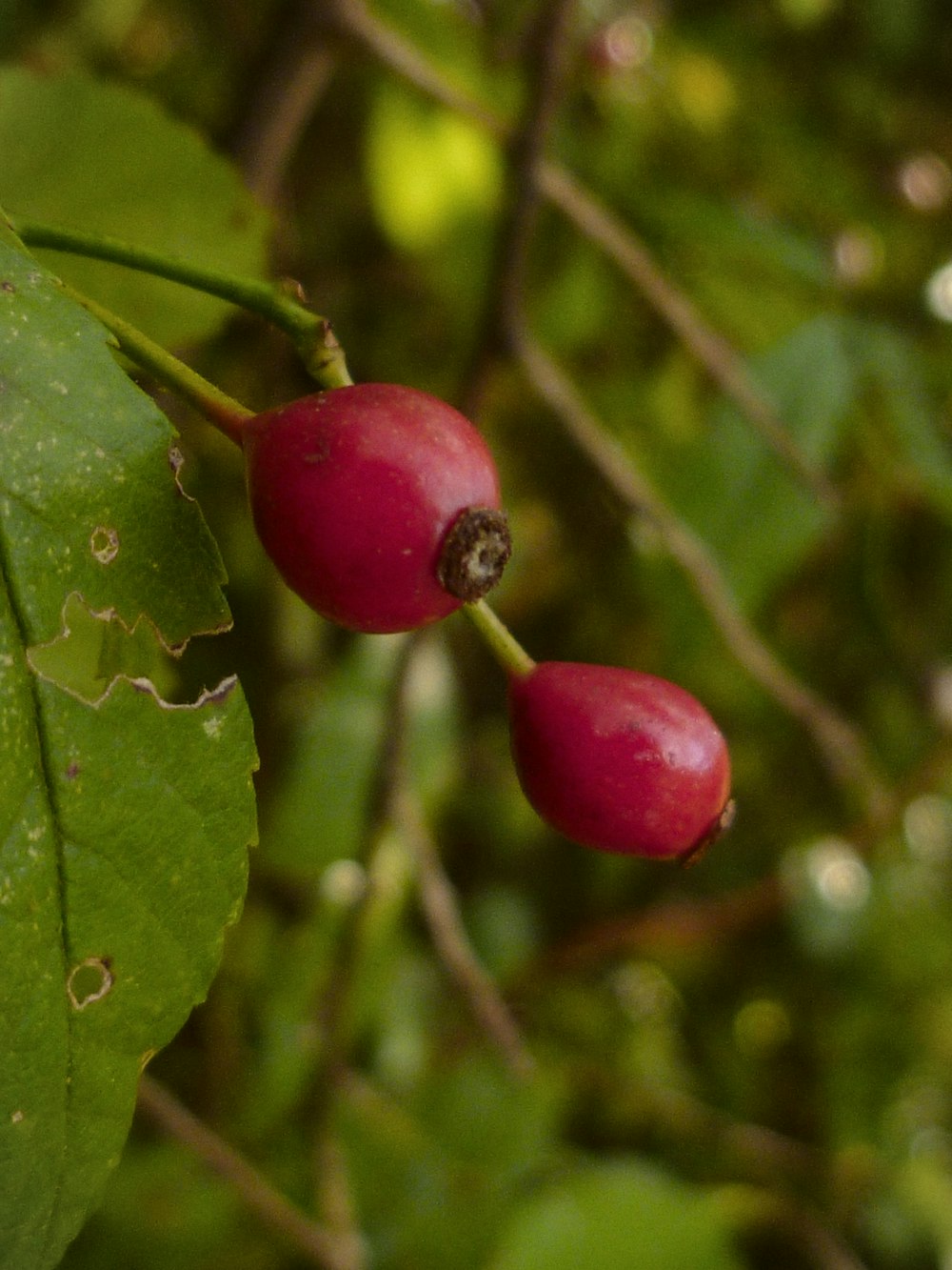 two red berries on a green leafy tree