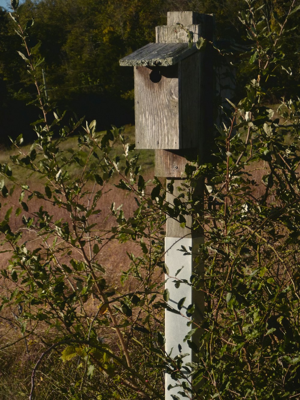 una casetta per uccelli in legno seduta in cima a un palo di legno