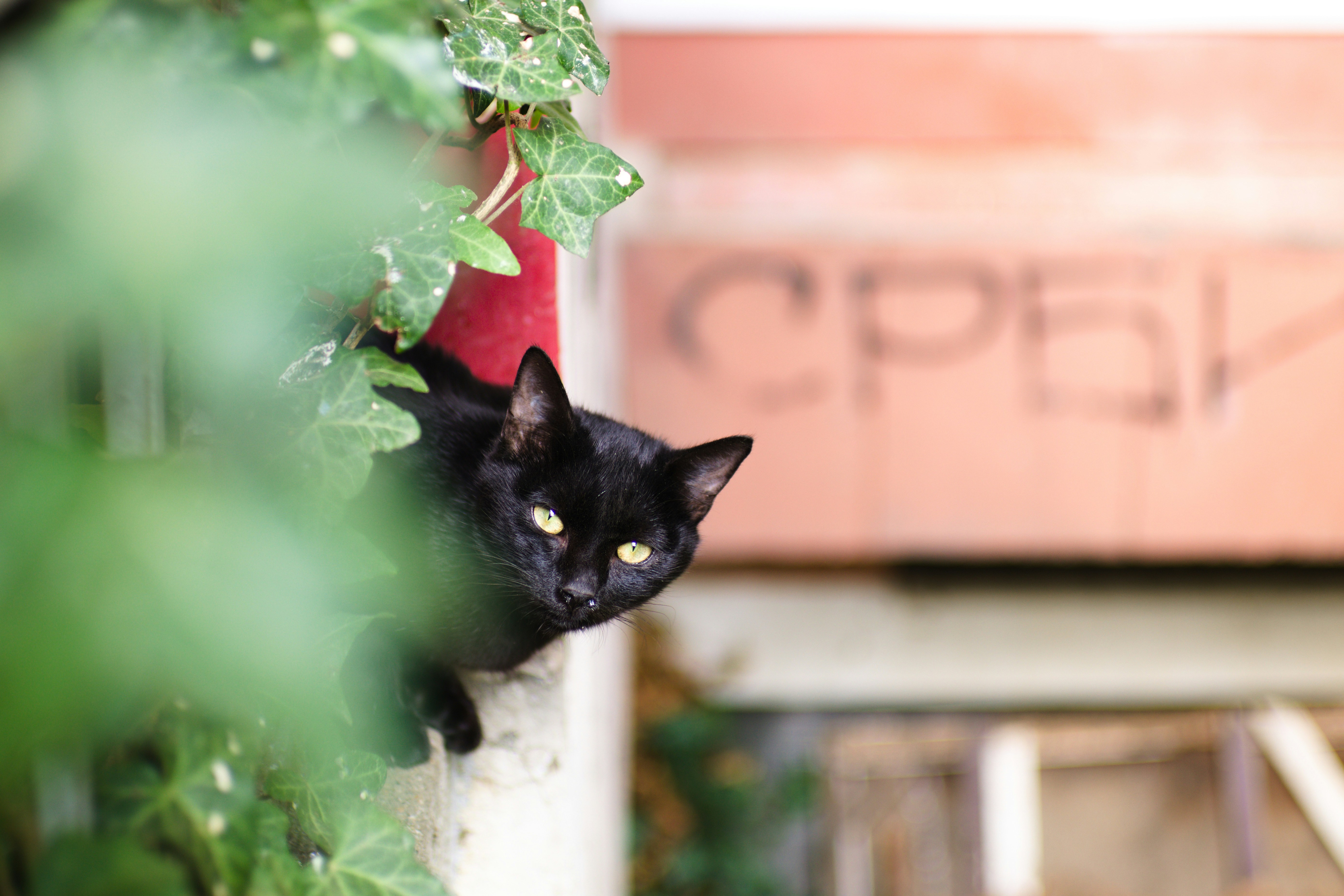 Cleo, 3yr Persian Cat — healthy and happy after using PawCare Plus