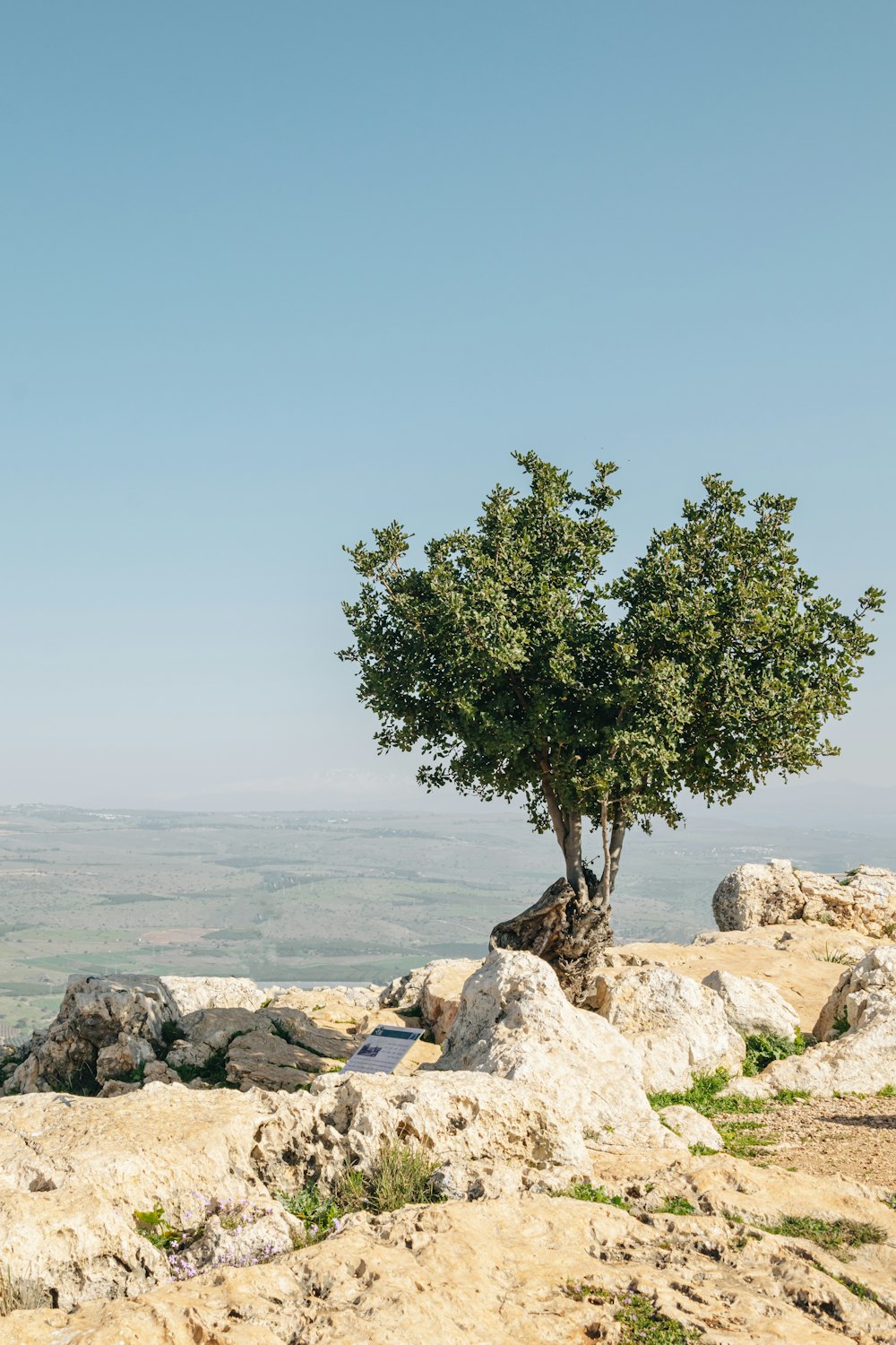 a lone tree on top of a rocky hill