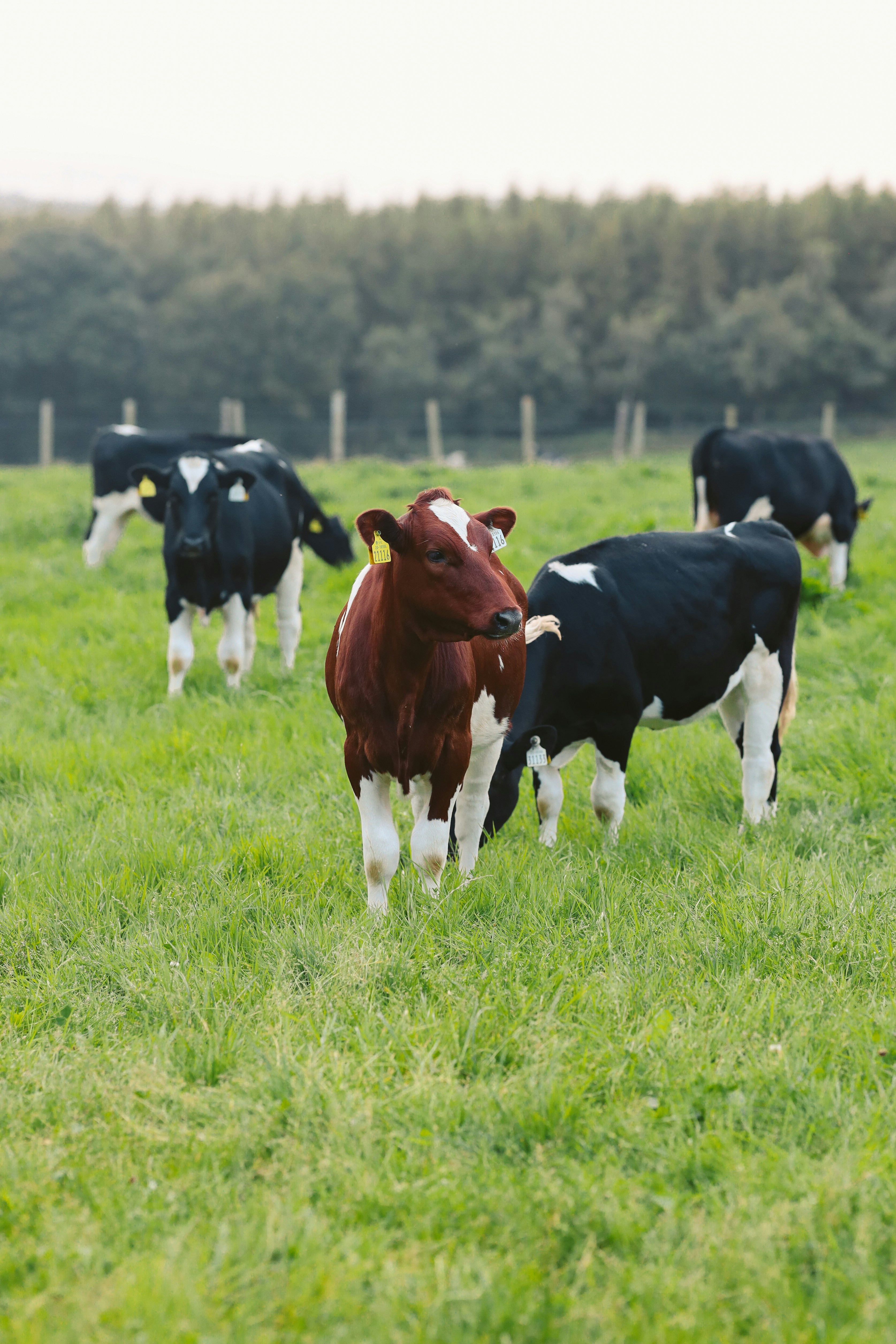 a herd of cows standing on top of a lush green field