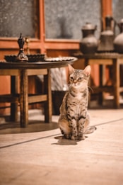 A tabby cat sits on a light-colored floor, surrounded by wooden furniture and metal decorative items in the background. The room has a warm and rustic ambiance, with soft lighting that accentuates the cat's fur patterns.