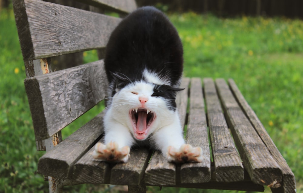 a black and white cat yawning on a wooden bench