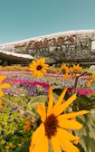 An airplane is covered with a variety of colorful chrysanthemums and other flowers, creating a vibrant and lush floral display. Bright yellow sunflowers are prominently situated in the foreground, surrounded by a mix of purple, red, and pink flowers set against a clear blue sky.