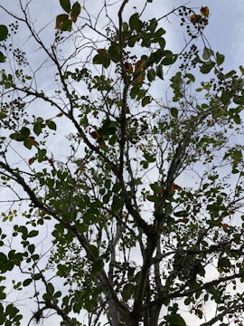 Close-up of a Bradford pear tree with wilted leaves under a cloudy sky.