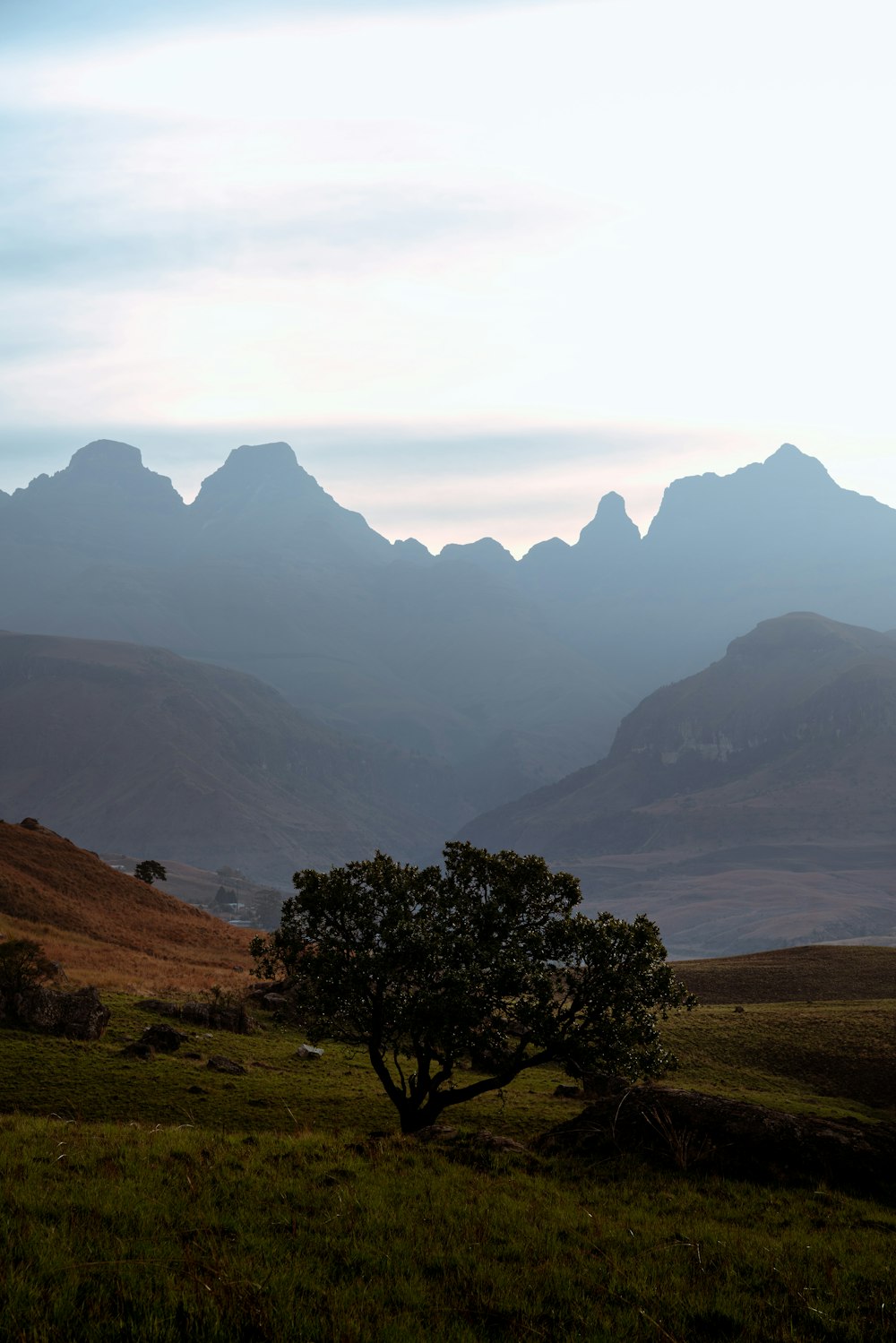 a lone tree in a field with mountains in the background