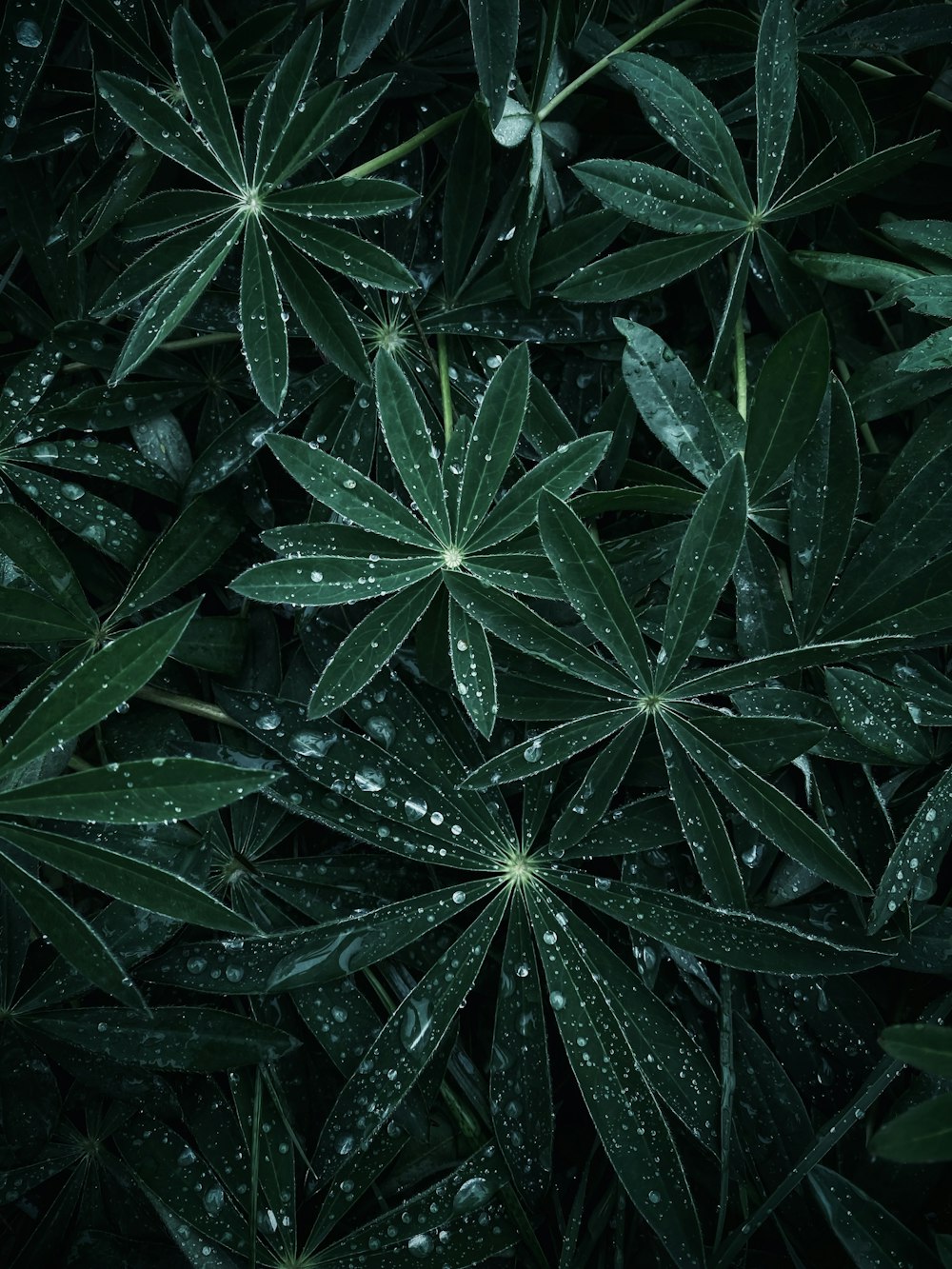 a bunch of green leaves with drops of water on them
