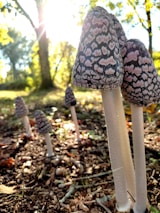 Tall mushrooms with distinctive black and white textured caps are growing on a forest floor. Sunlight filters through the trees in the background, creating a warm and tranquil atmosphere. Fallen leaves and twigs surround the mushrooms, contrasting against the earthy soil.