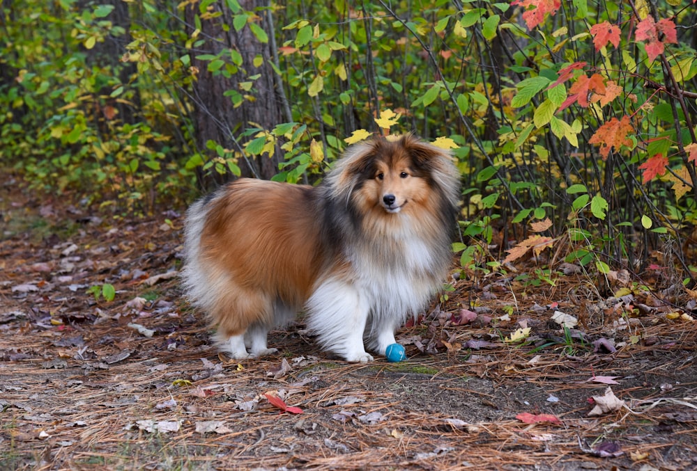 a brown and white dog standing on top of a forest floor