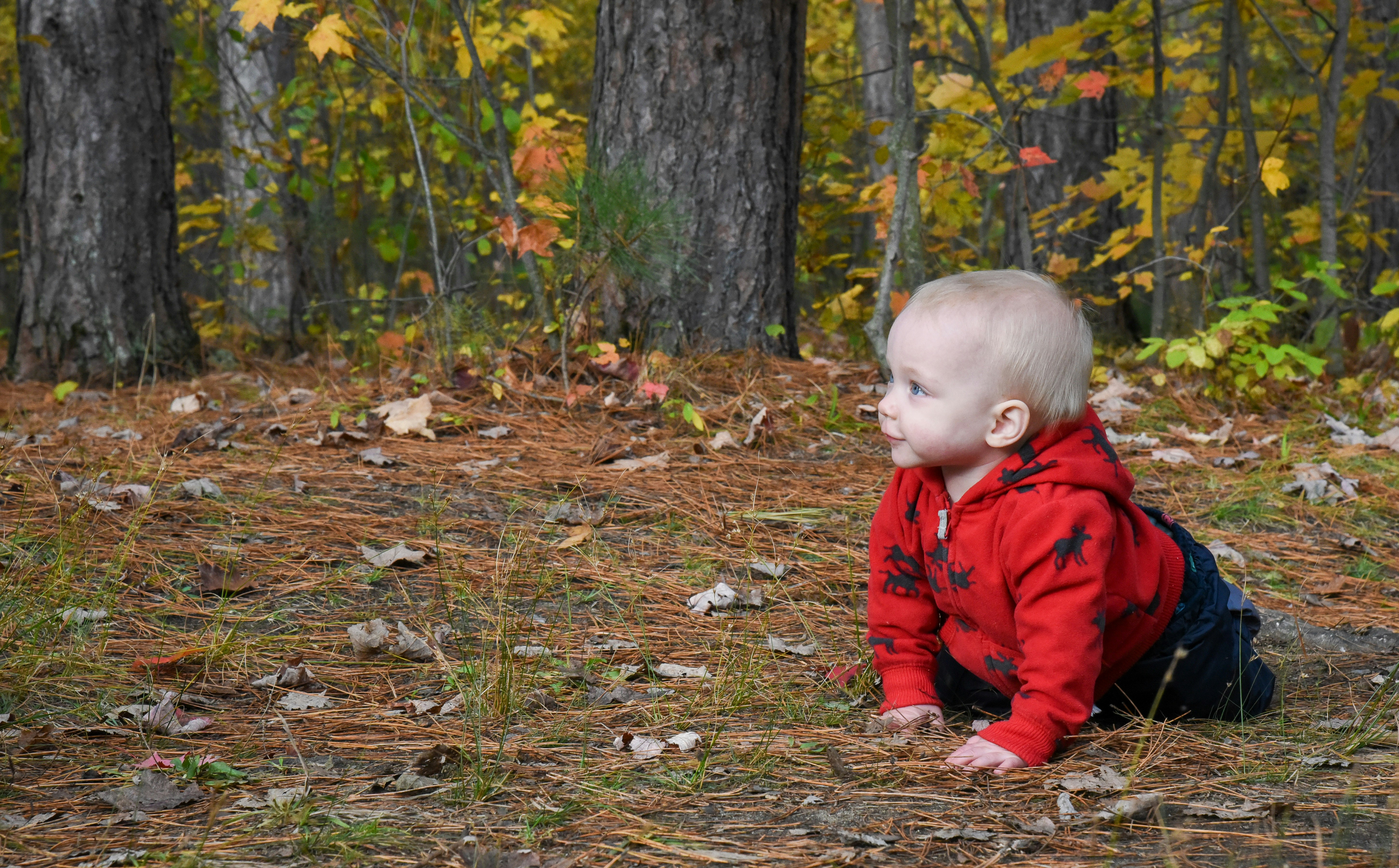 An 11-month old baby crawls on the ground outside in a pine forest in Ottawa, Ontario, Canada (NCC trail).