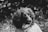 A black and white photograph of a dog with curly fur. The dog appears to be in an outdoor setting with blurred foliage in the background. Its expressive face is turned slightly to the side, capturing a gentle and attentive gaze.