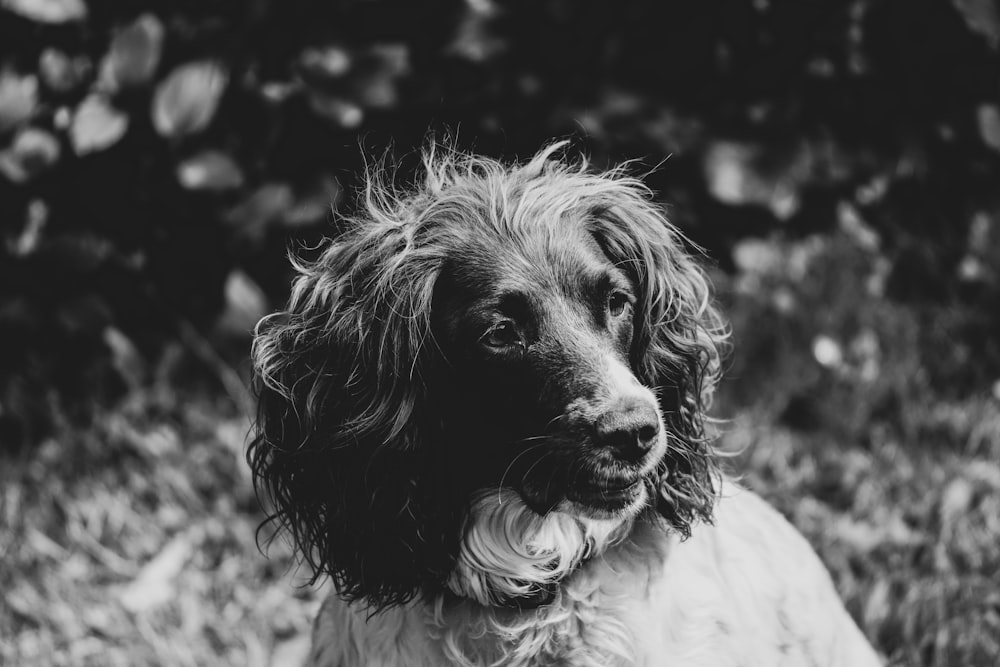 a black and white photo of a wet dog