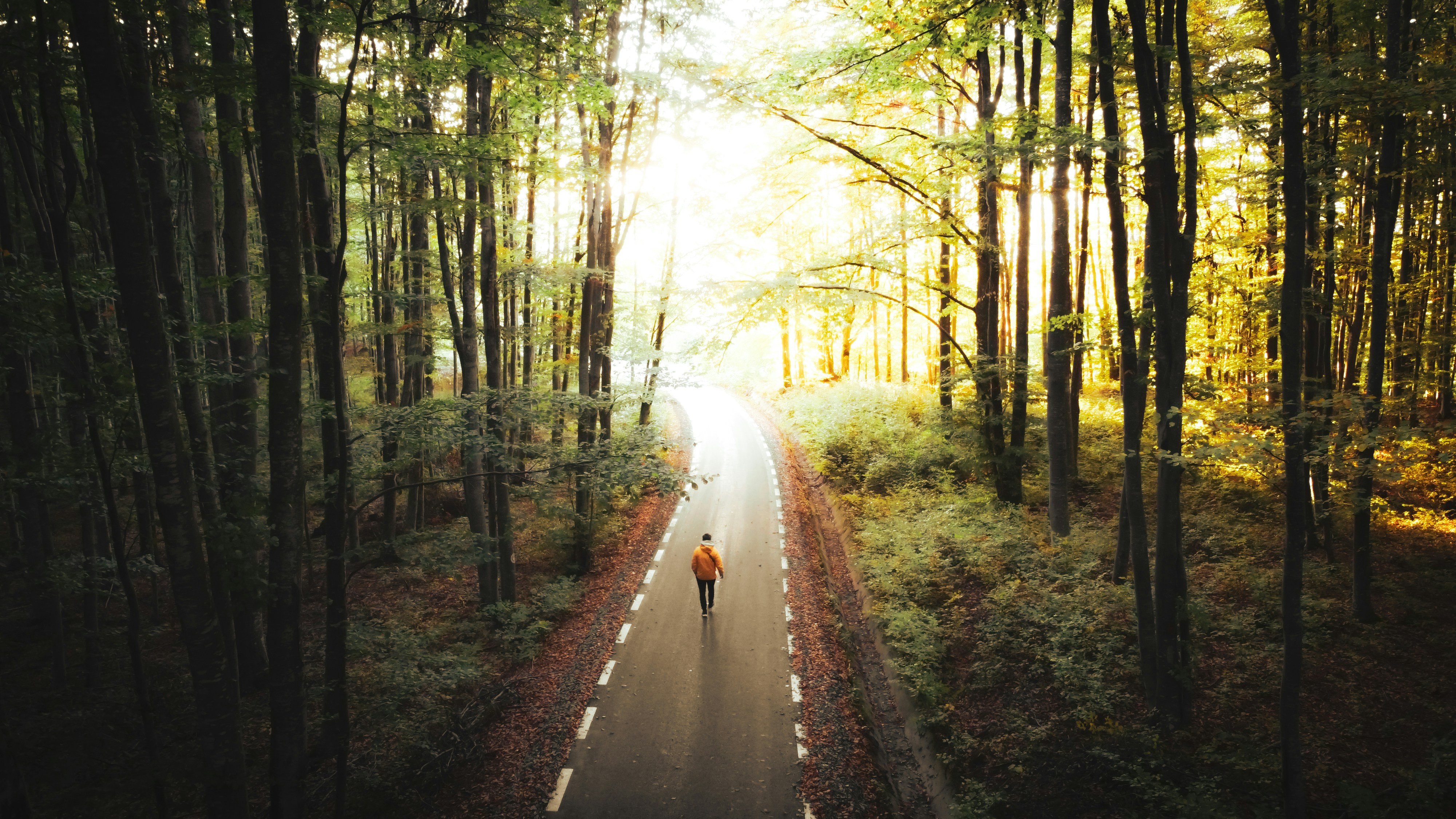 a person walking down a road in the middle of a forest