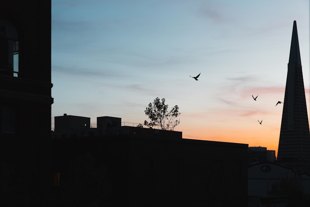 a flock of birds flying over a city at sunset