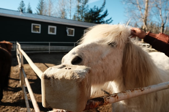 A person is petting a white horse over a metal fence in a paddock. The horse appears relaxed, with a fluffy mane, and is standing near a salt lick. In the background, there is a dark-colored barn with windows and some leafless trees under a clear blue sky.