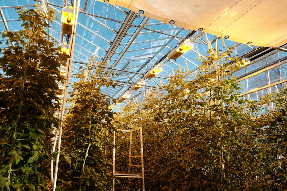 the inside of a greenhouse with ladders and plants