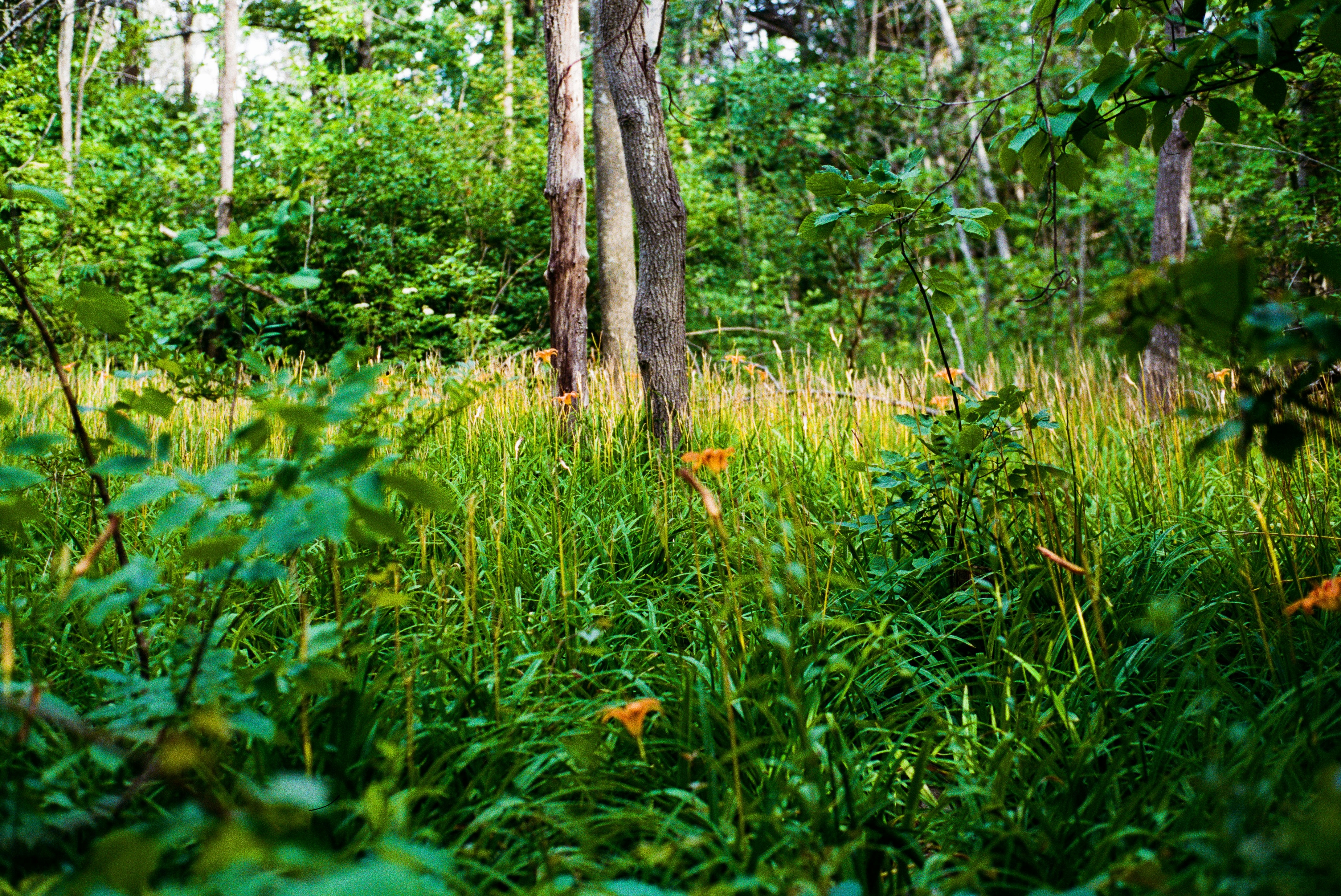 The Woodlands, Texas