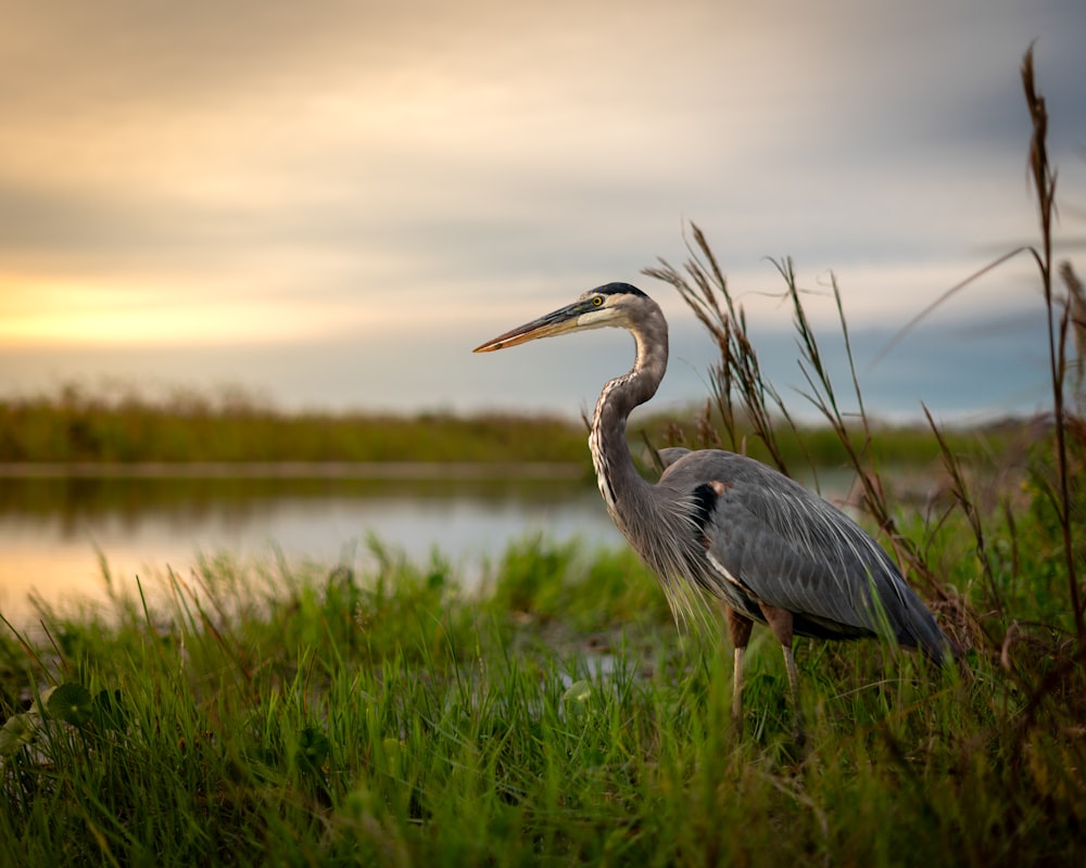 a large bird standing on top of a lush green field