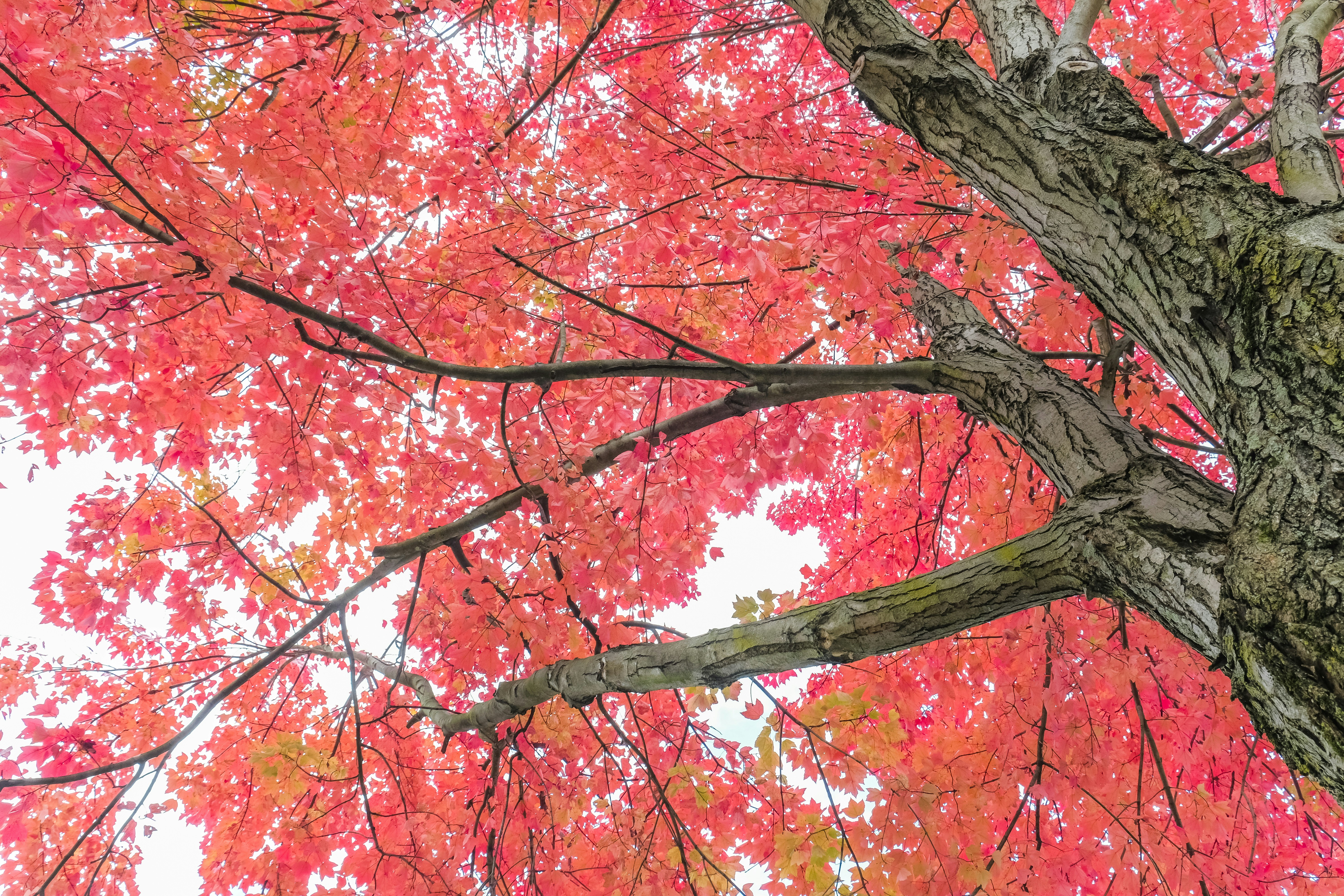 Photo by davidsfocus