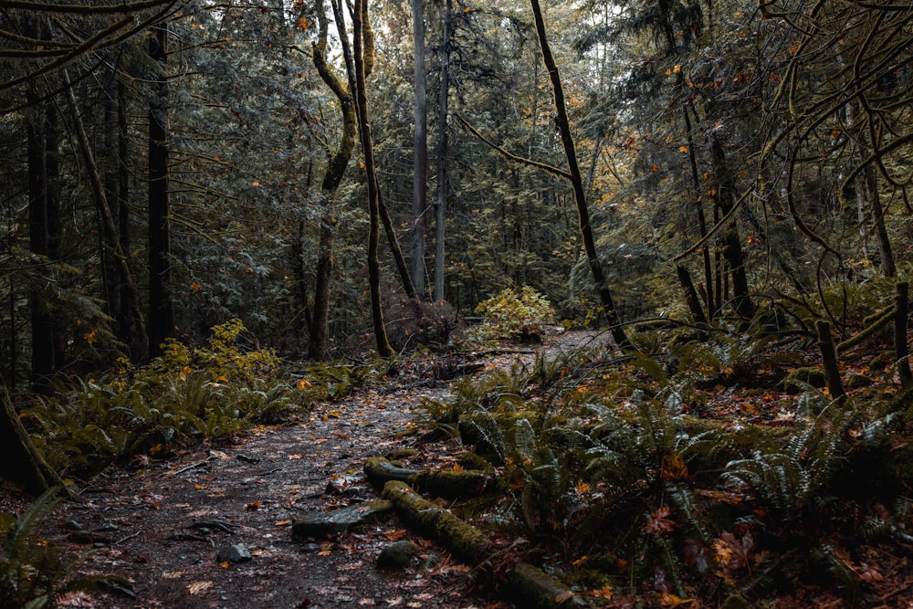 a path through a forest with lots of trees