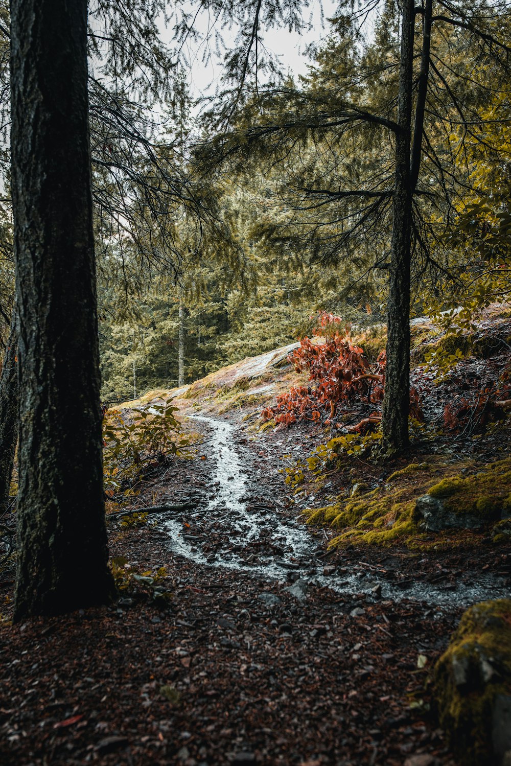 Un sendero en el bosque con árboles a ambos lados