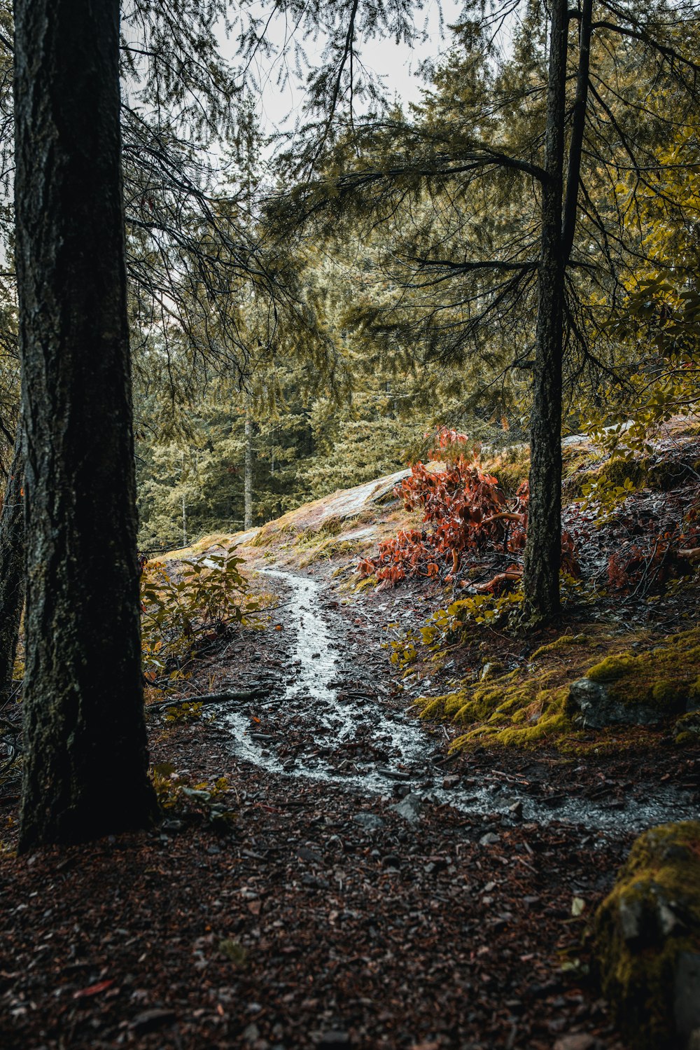 a trail in the woods with trees on both sides