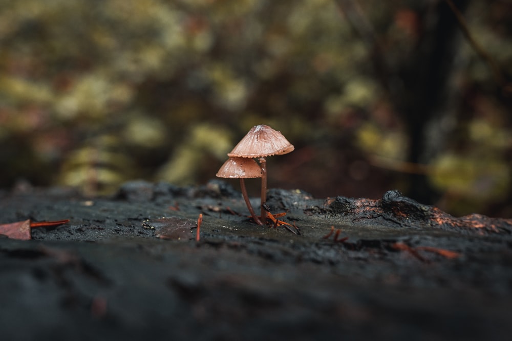 흙밭 위에 앉아 있는 작은 버섯