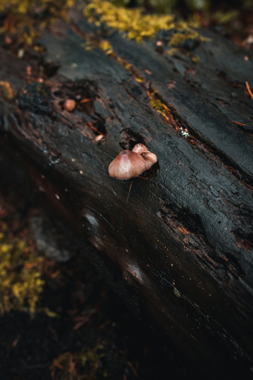 a mushroom on a log in the woods