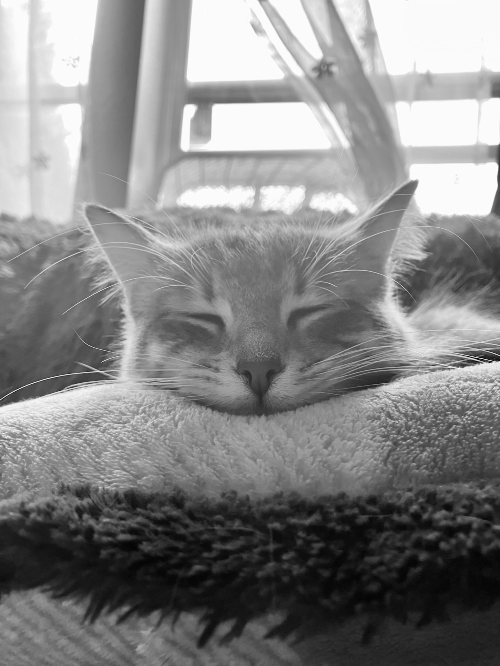 a black and white photo of a cat sleeping