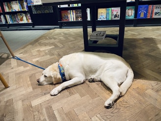 A large, light-colored dog with a blue harness rests on a wooden floor inside a bookstore. The floor is made of a herringbone pattern. Bookshelves are visible in the background, filled with various colorful book covers. A table partially obscures the dog, with a book placed on its shelf.
