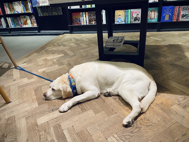 A large, light-colored dog with a blue harness rests on a wooden floor inside a bookstore. The floor is made of a herringbone pattern. Bookshelves are visible in the background, filled with various colorful book covers. A table partially obscures the dog, with a book placed on its shelf.