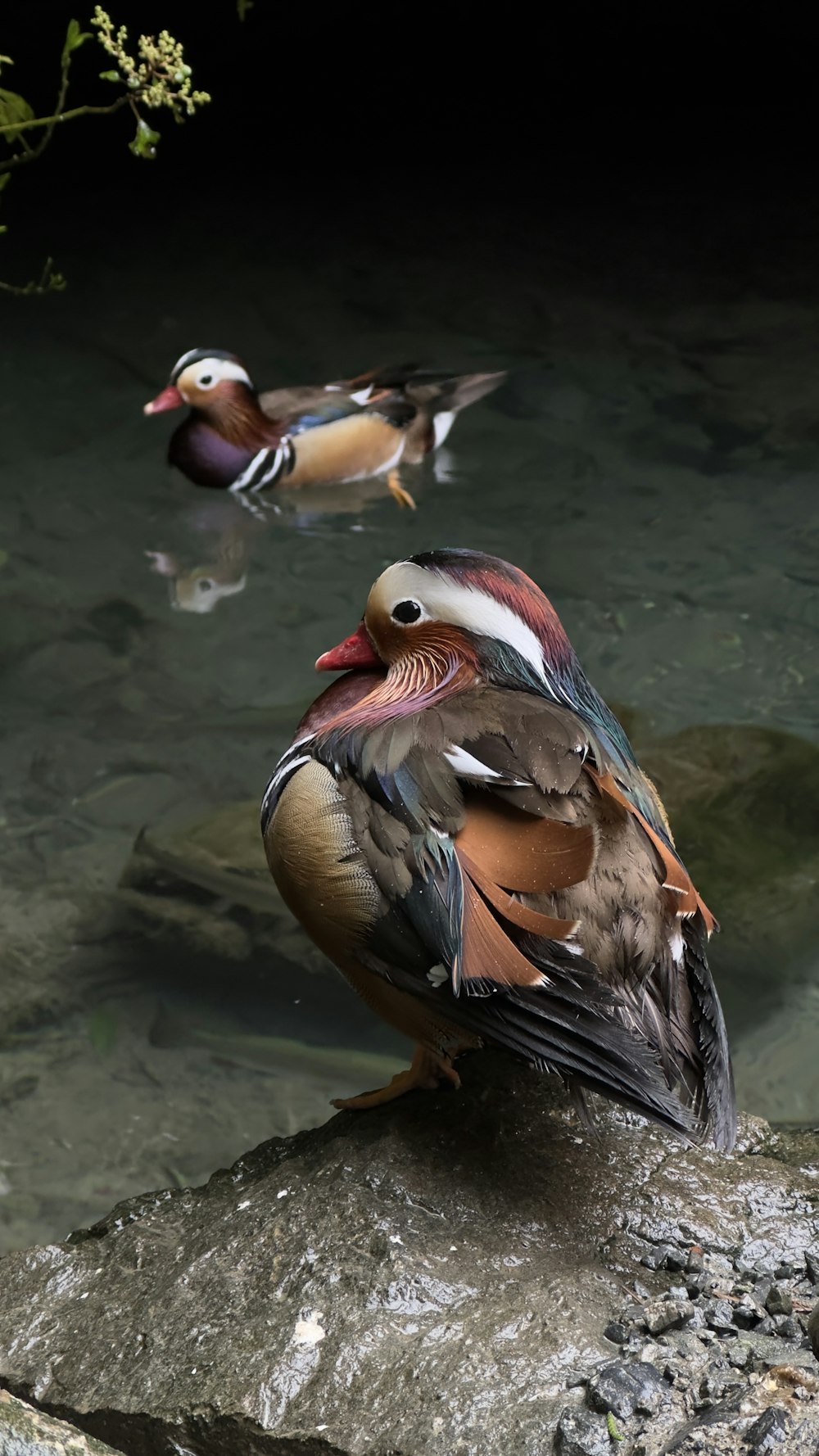 a couple of birds sitting on top of a rock