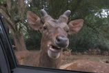 Wildlife safari jeep quietly moving through thick jungle with curious deer nearby.