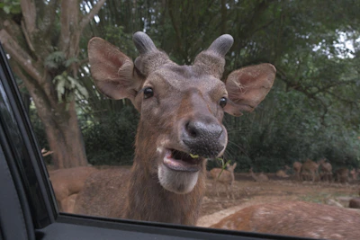 Wildlife safari jeep quietly moving through thick jungle with curious deer nearby.