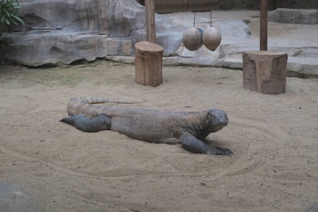 A large Komodo dragon is lying on the sandy ground of an enclosure. The background consists of rocky walls and two wooden posts with hanging objects. There are two wooden stumps placed near the Komodo dragon.