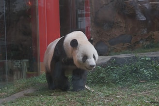 A giant panda walking on a patch of green grass near a red-walled enclosure. The panda has distinct black and white markings, with its black ears and eyes prominently visible. The background includes some rocks and vegetation.