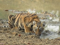 A tiger is crouched by a body of water, appearing to drink. The tiger's fur has a striking pattern of orange with black stripes, and its intense gaze is directed towards the camera. The ground around it is muddy and uneven, with patches of still water reflecting the surroundings.