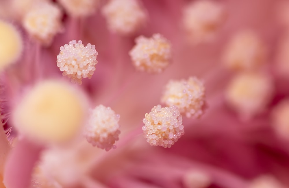 a close up view of a pink and white flower